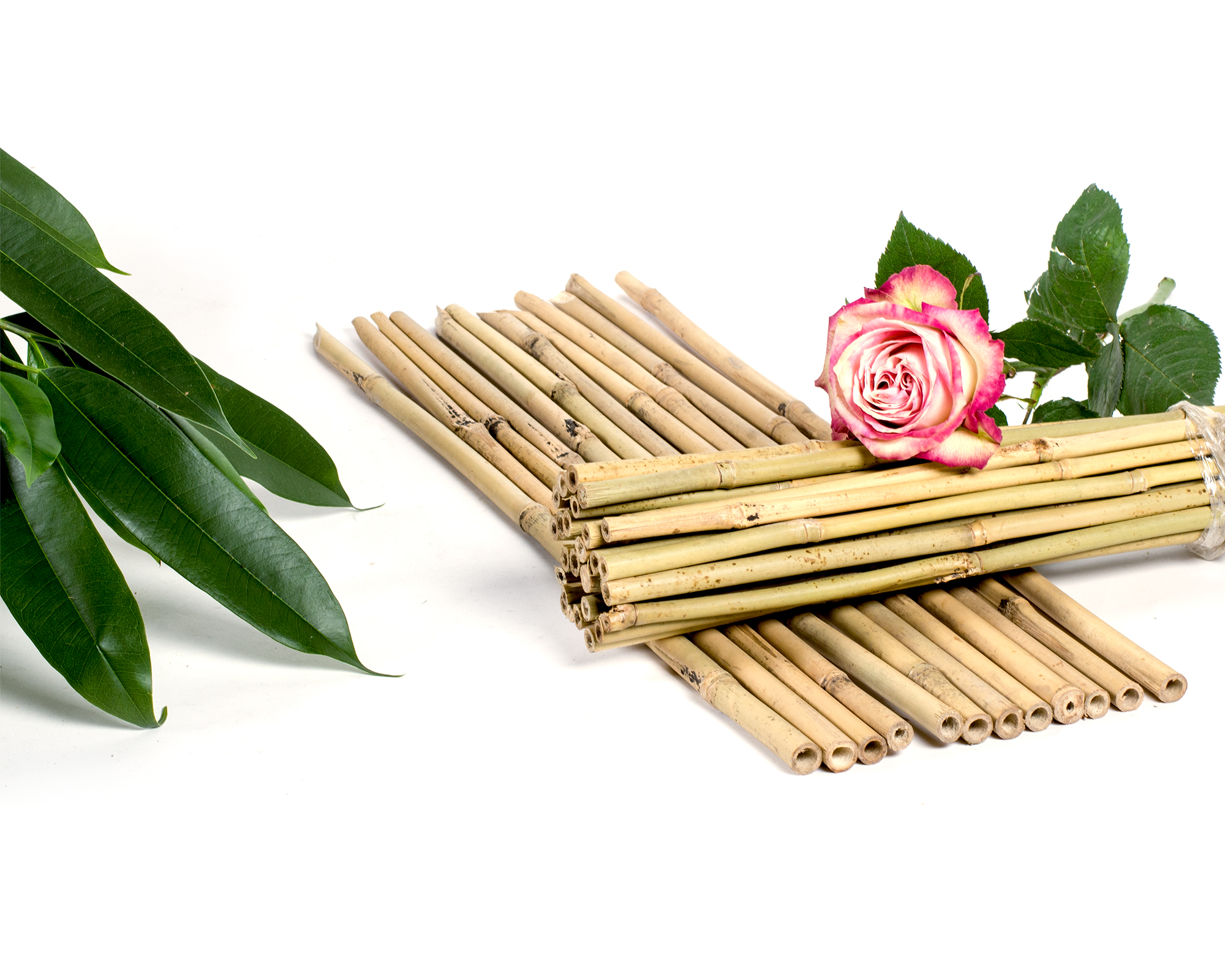 Tonkin bamboo cane