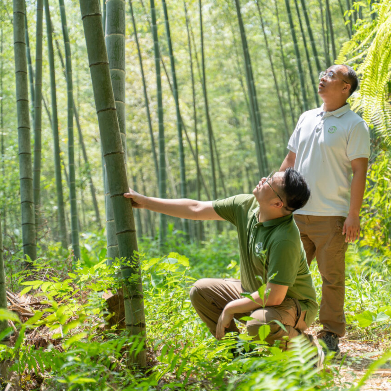 FSC® bamboo