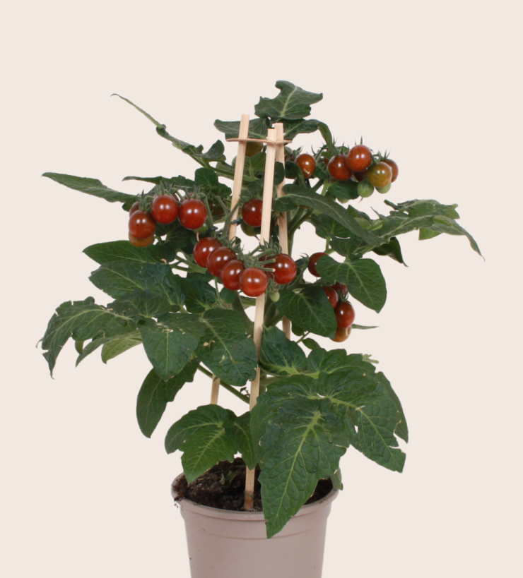 Groenteplanten