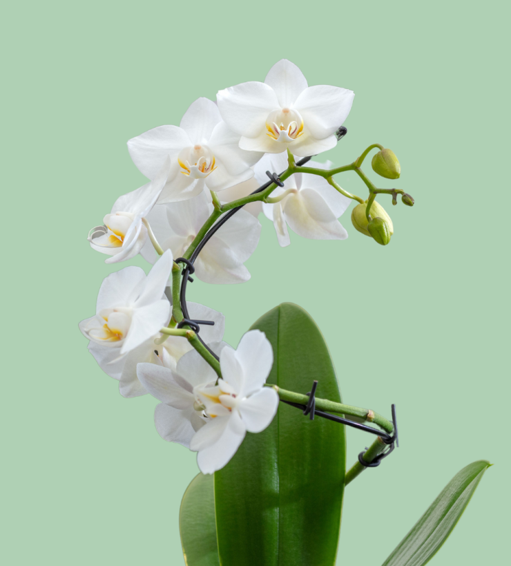 Orchideeen