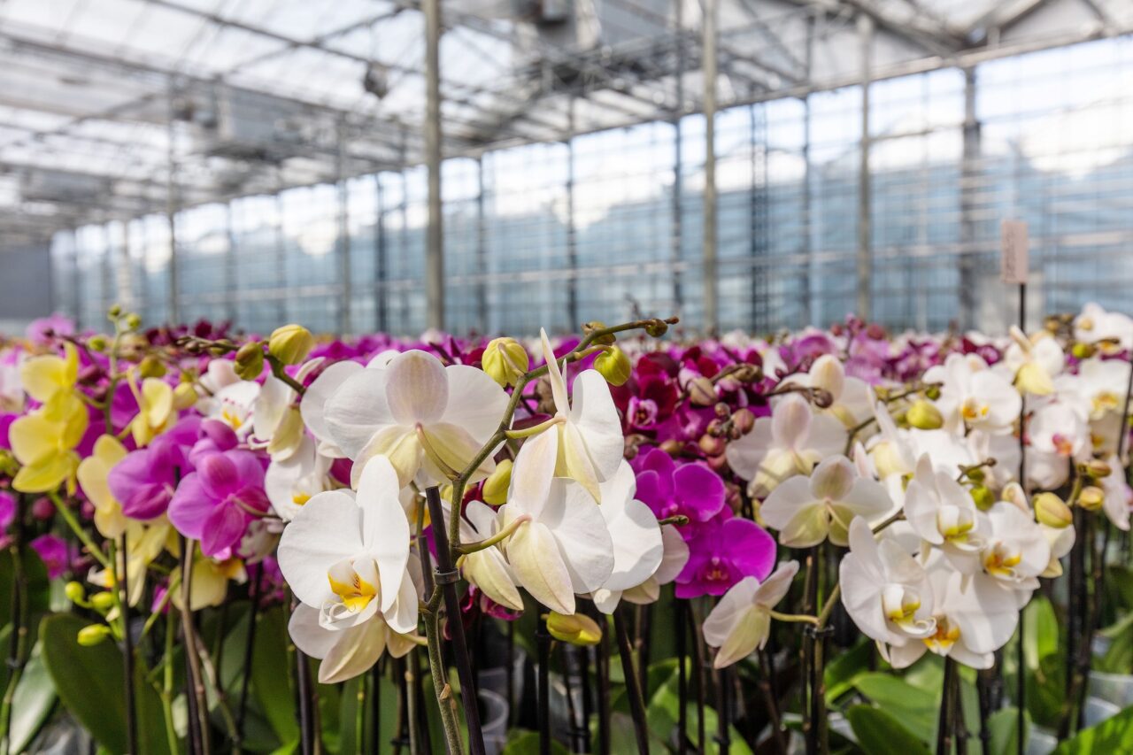 Cultivador de orquídeas