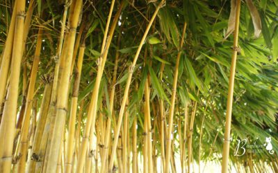 Os melhores factos sobre bambu