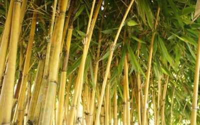 De leukste bamboe weetjes