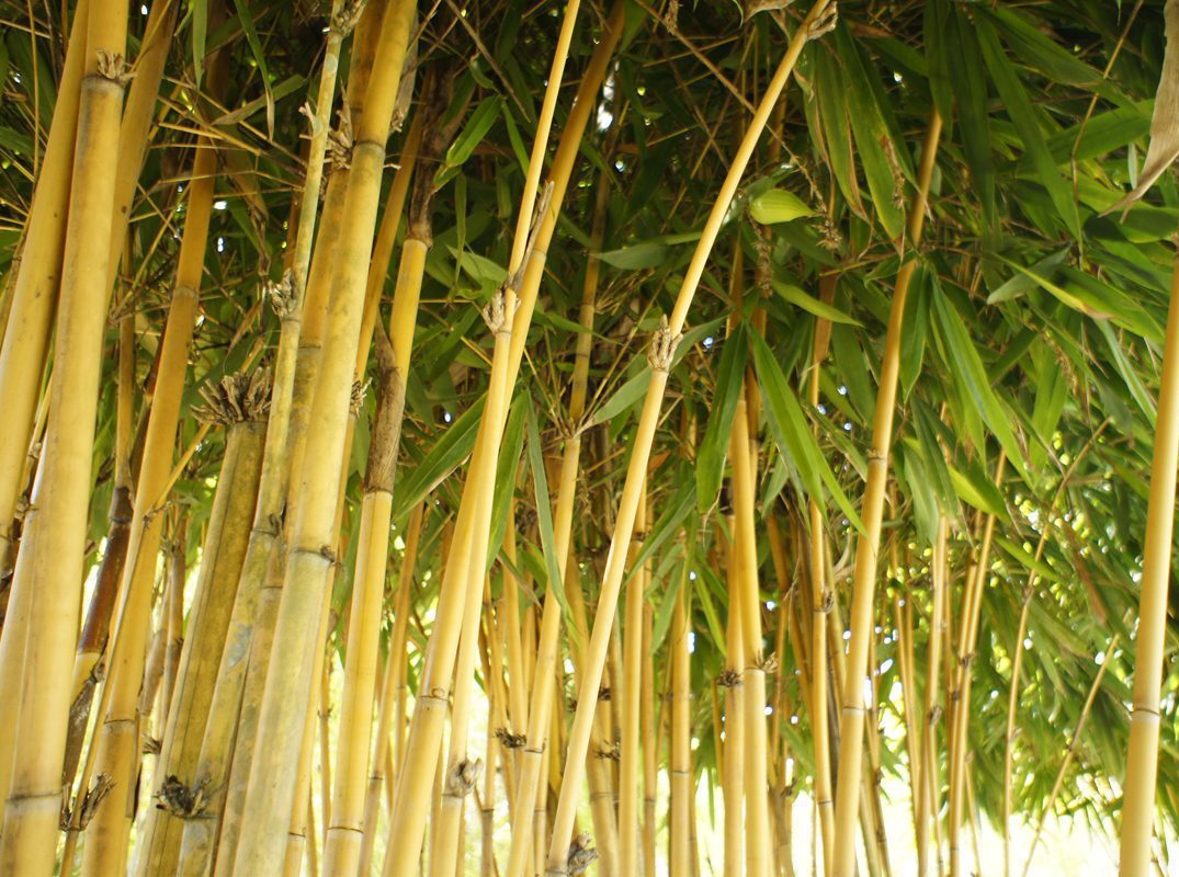 Bamboo forest bamboo facts