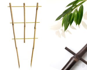 Espalderas de bambú tonkín abanico