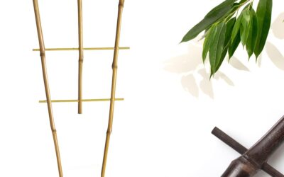 Espalderas de bambú tonkín abanico