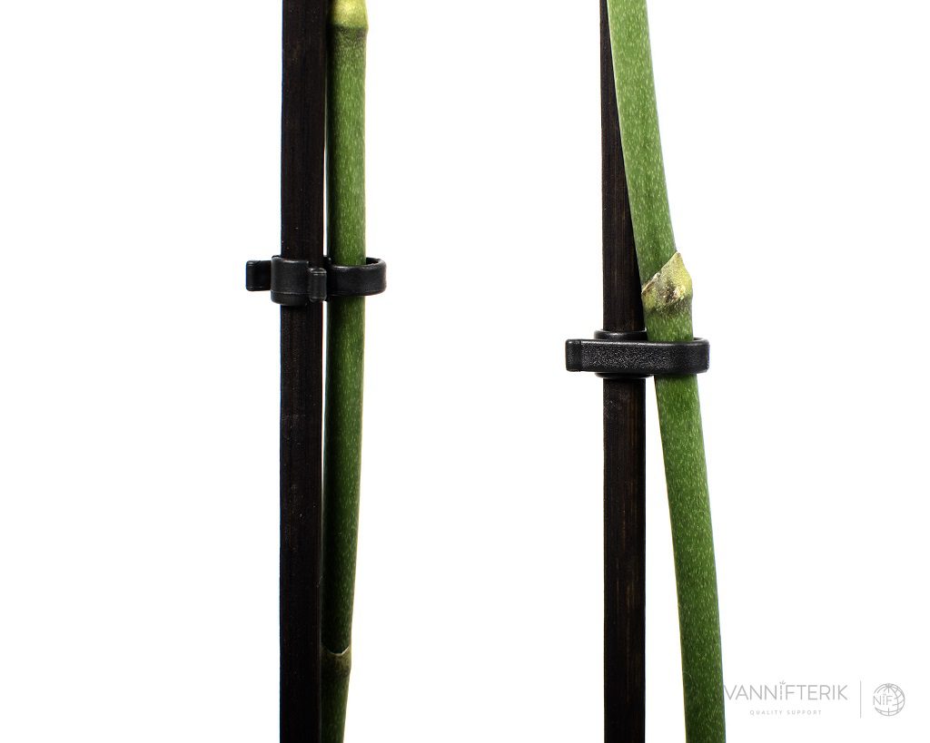 Splitt-Bambus mit SpeedyClip
