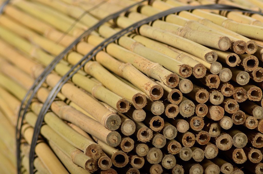 Bundle of tonkin bamboo sticks