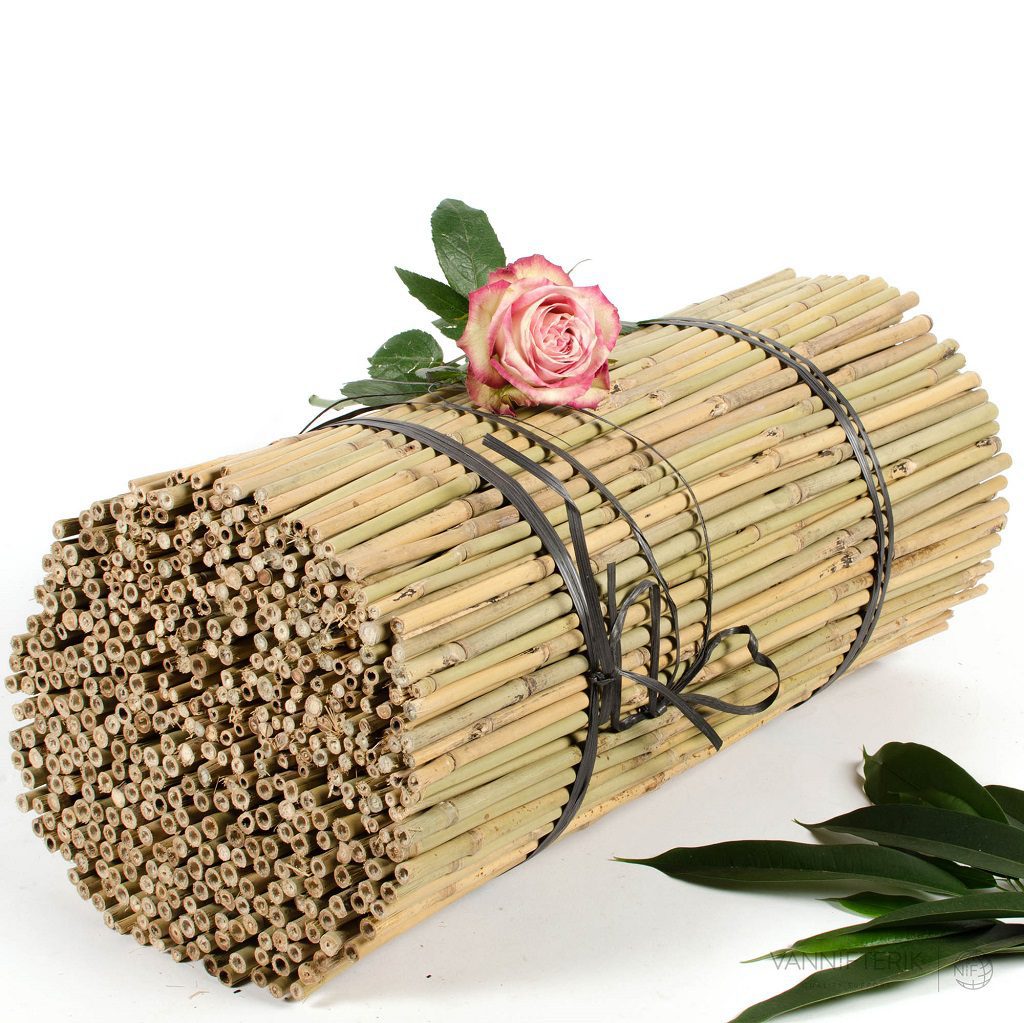 Canne di bambù Tonkin