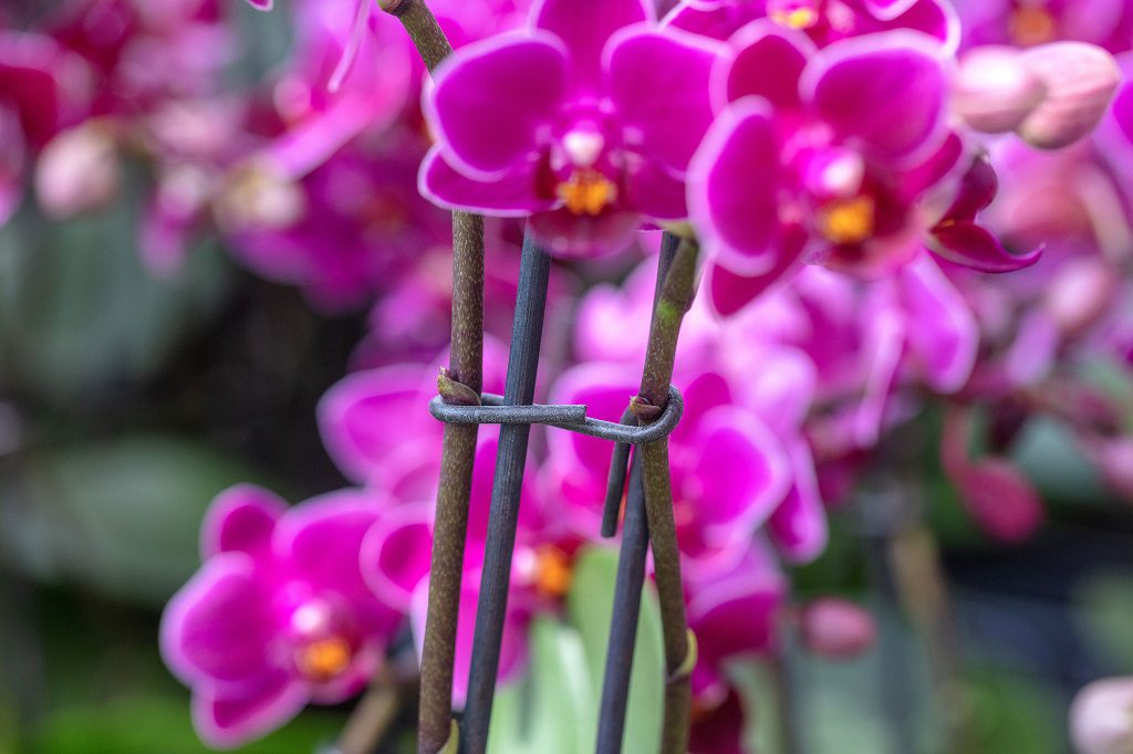 Crochet pour orchidée